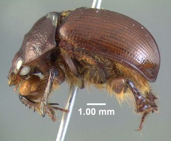Media type: image;   Entomology 602051 Aspect: habitus lateral view